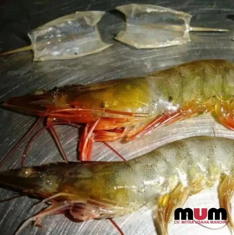 udang