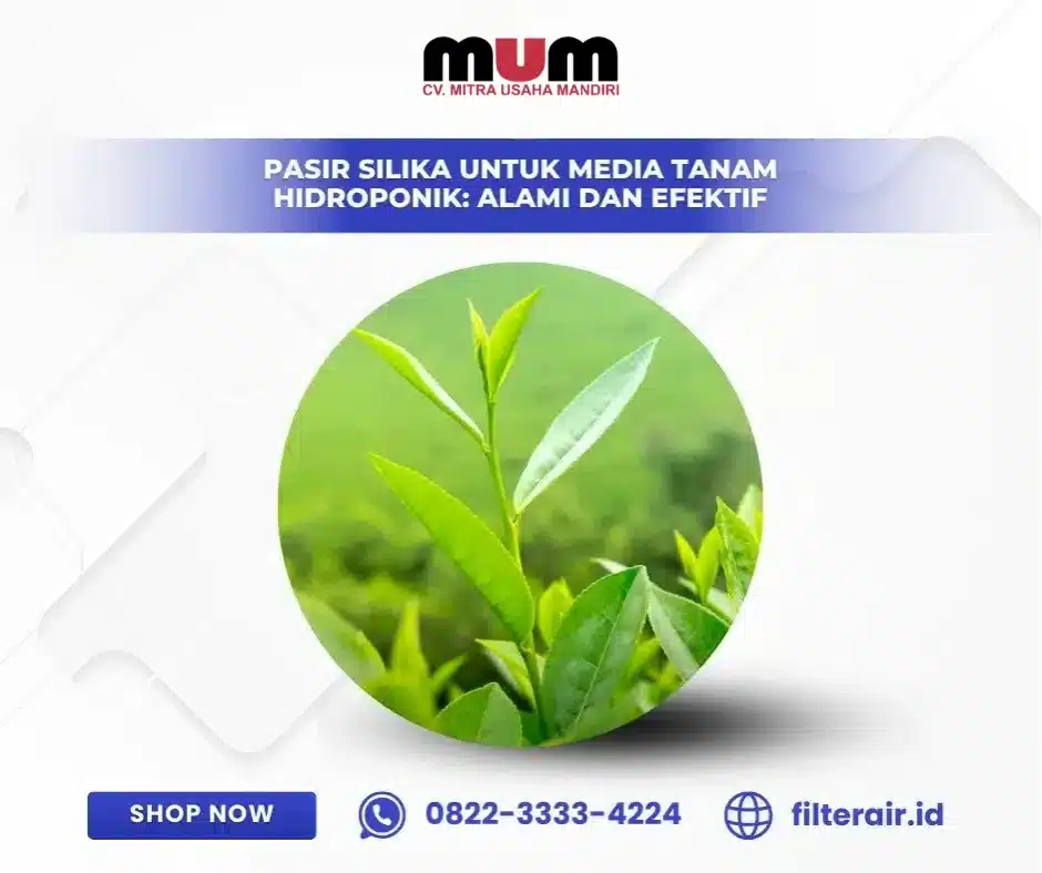Pasir Silika untuk Media Tanam Hidroponik: Alami Dan Efektif