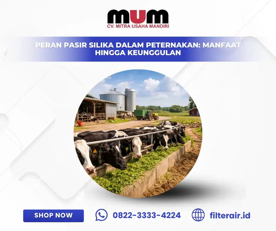 Peran Pasir Silika dalam Peternakan: Manfaat hingga Keunggulan