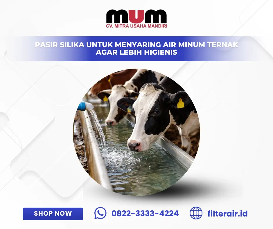 Pasir Silika untuk Menyaring Air Minum Ternak agar Lebih Higienis